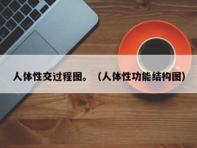 人体性交过程图。（人体性功能结构图）